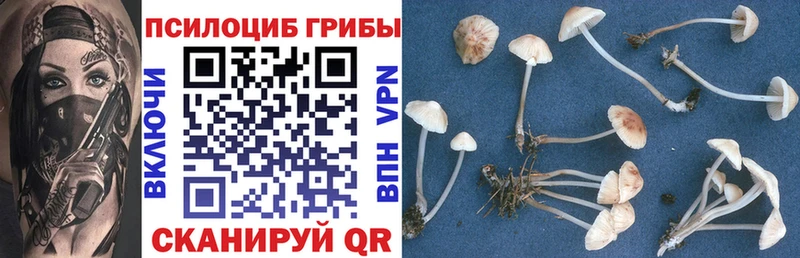 Псилоцибиновые грибы Psilocybine cubensis продажа наркотиков Волжск