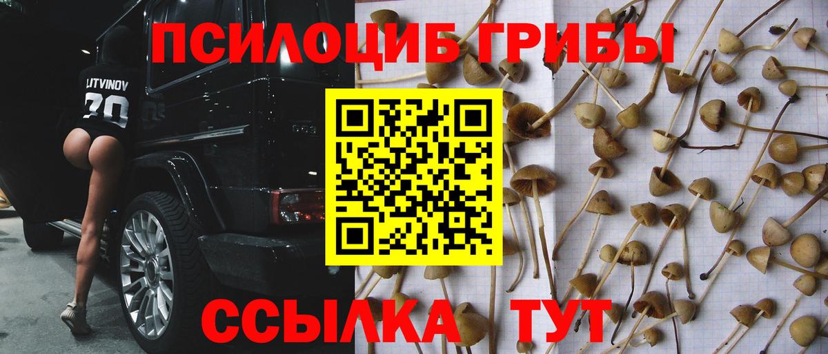 Волжск  Псилоцибиновые грибы MAGIC MUSHROOMS  где купить наркоту  Вход с VPN 